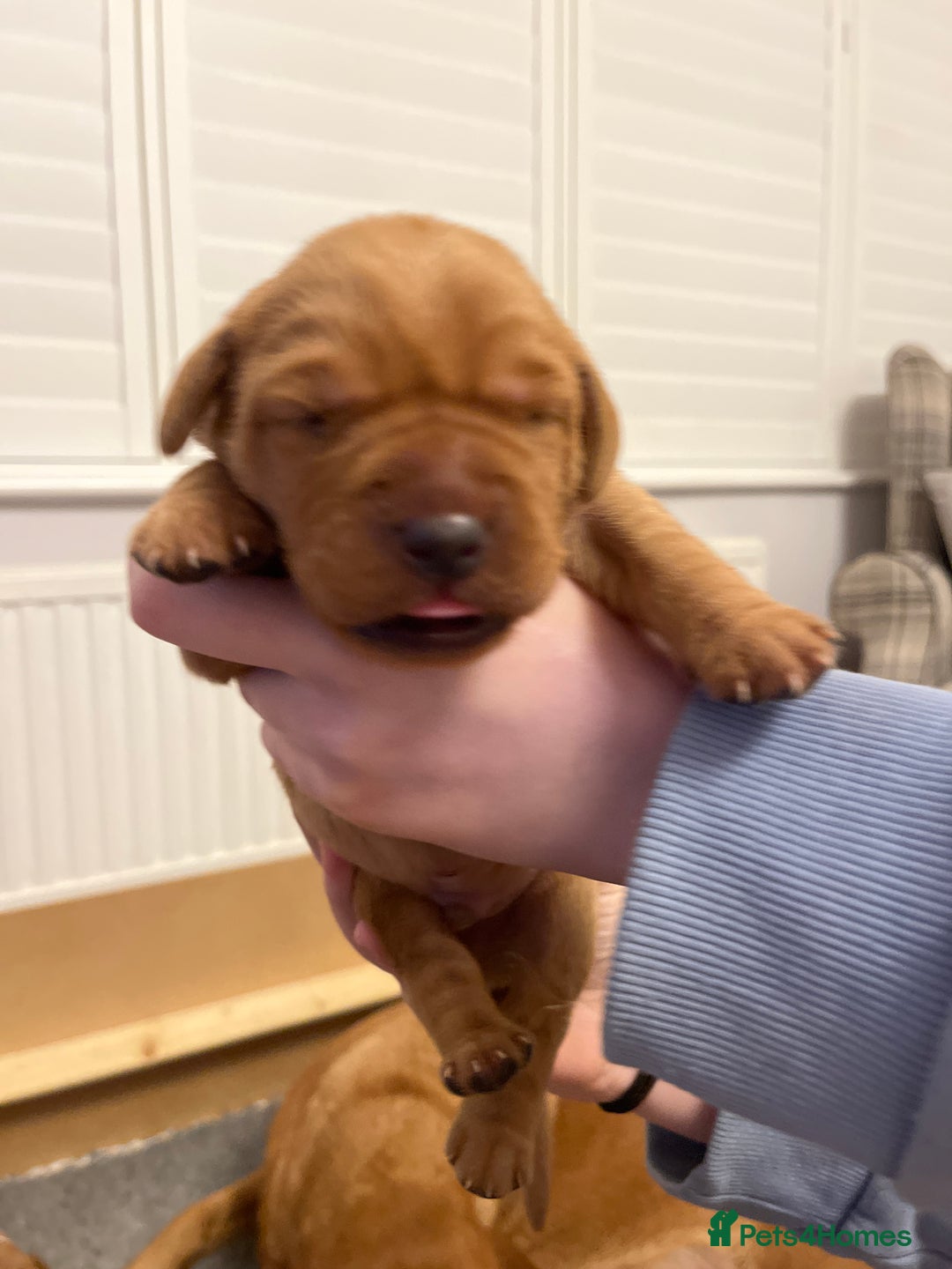 Labrador Retriever dogs for sale: KC REGISTERED, HEALTH TESTED FOX RED LABRADORS - Advert 13