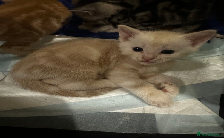 Domestic Shorthair cats - Advert 3