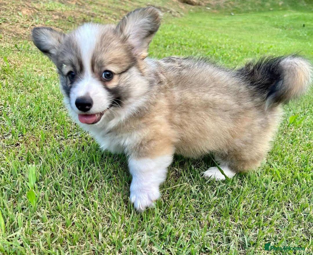Welsh Corgi Pembroke dogs for sale: purebreed pembroke corgi pup - Image 3