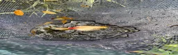Koi Carp fish for sale: About 8 mixed koi carp/ gold fish. Varying sizes.  in Callington - Advert 6