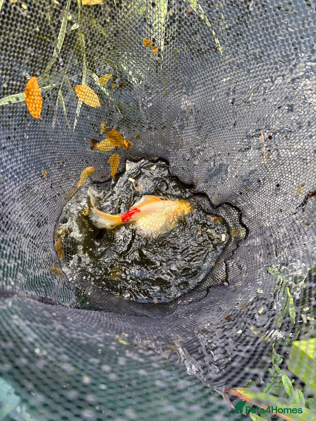 Koi Carp fish for sale: About 8 mixed koi carp/ gold fish. Varying sizes.  in Callington - Advert 6