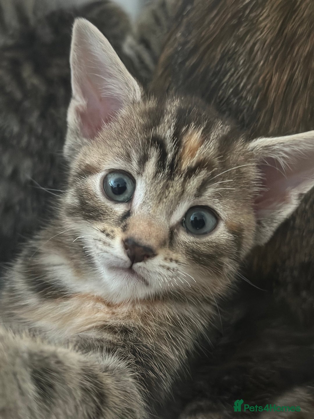 Mixed Breed cats for sale: Beautiful kittens - Image 14