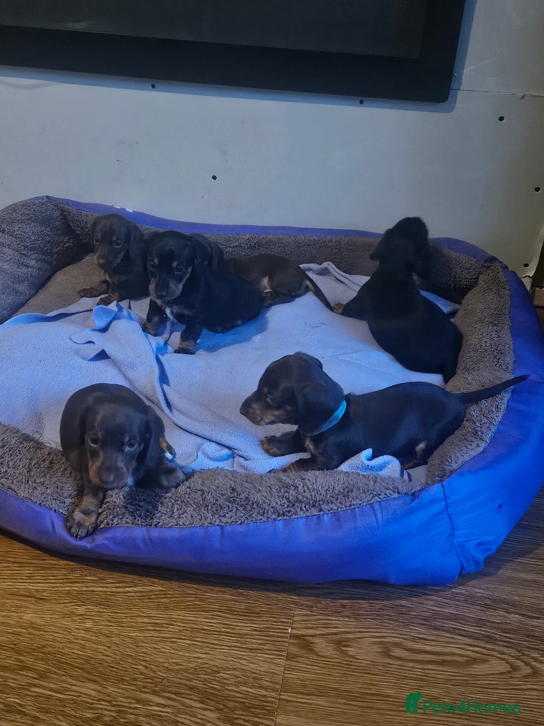 Dachshund dogs for sale: Miniature Dachsunds ready 2/9 - Image 3
