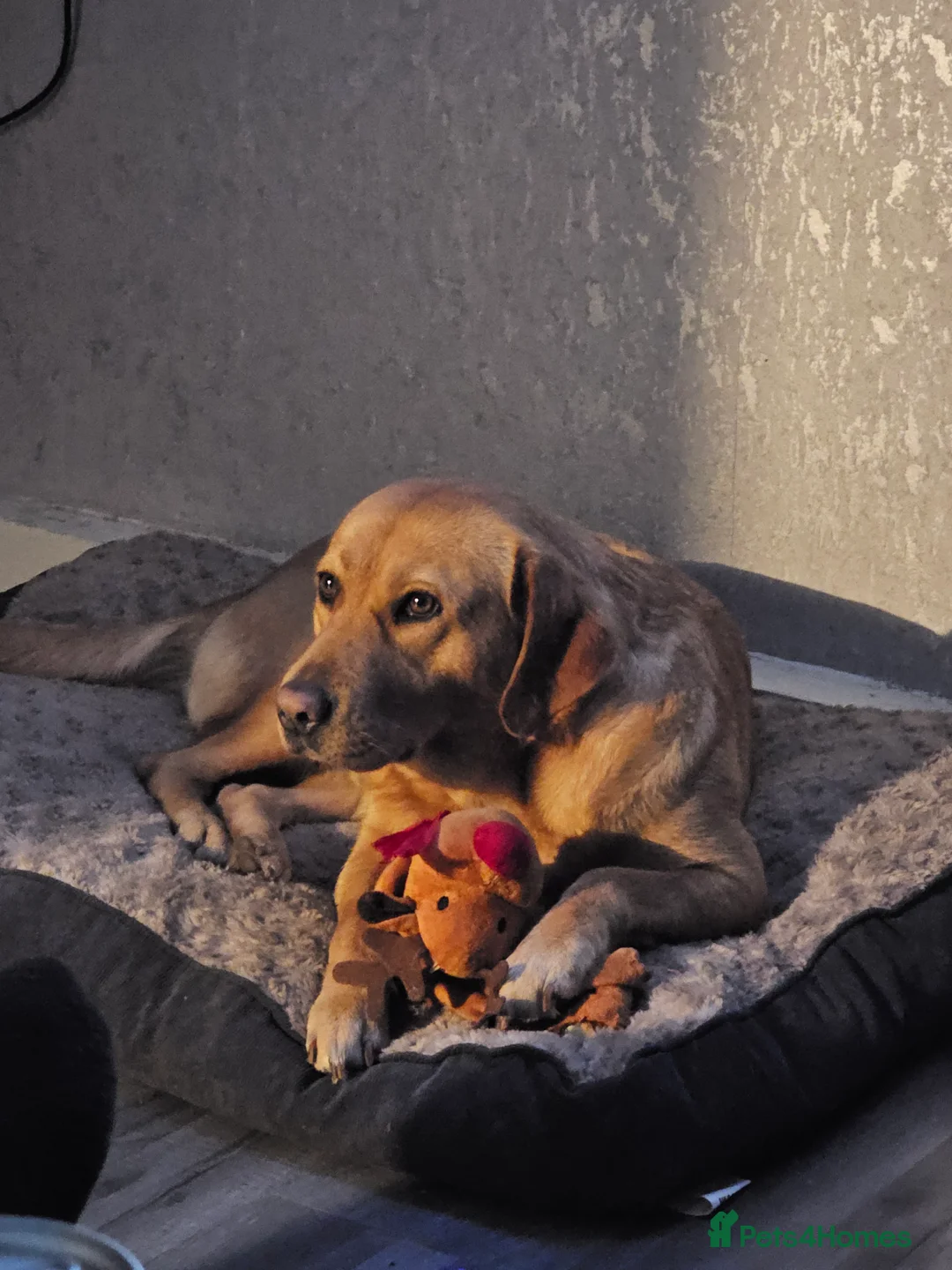 Labrador Retriever dogs for sale: 8 labrador puppies for sale  - Advert 1