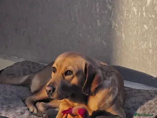 Labrador Retriever dogs 8 labrador puppies for sale - Advert 1