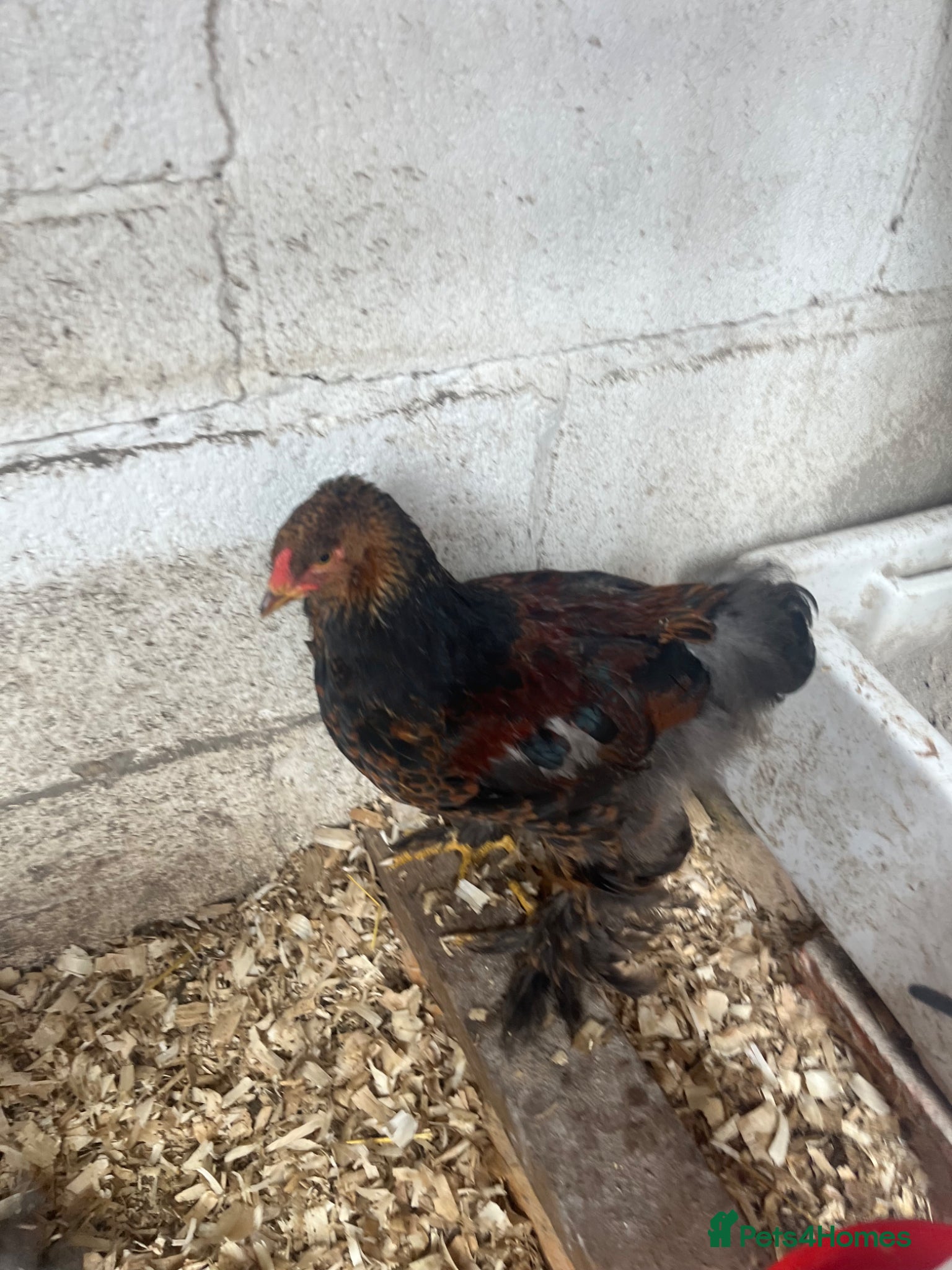 Chickens poultry Gold partridge brahma  - Advert 5