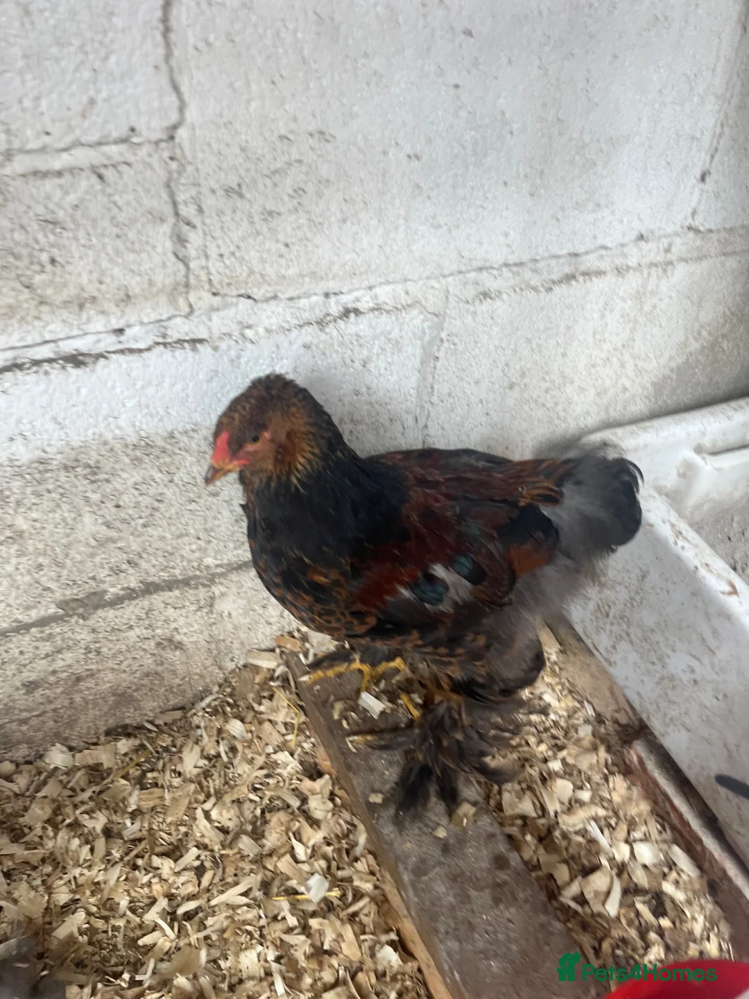 Chickens poultry for sale: Gold partridge brahma  - Advert 1
