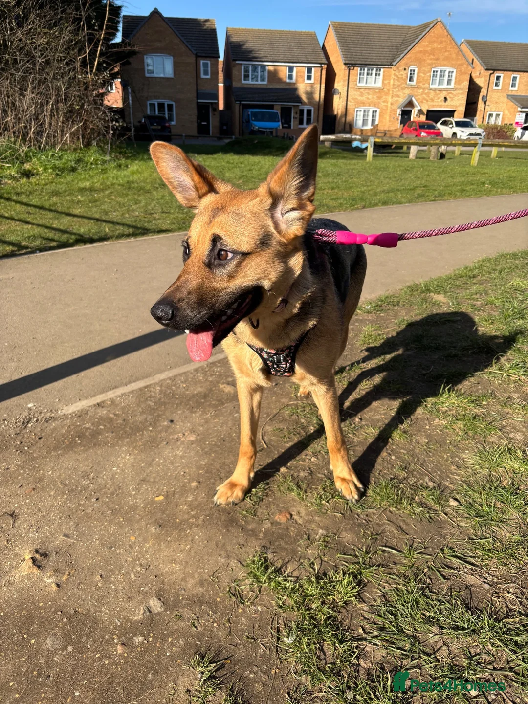 German Shepherd dogs for sale: German shepherd girl  - Advert 1