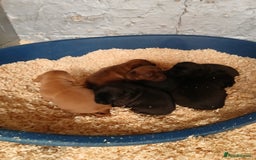 Patterdale Terrier dogs for sale: Patterdale terrier pups  - Image 3
