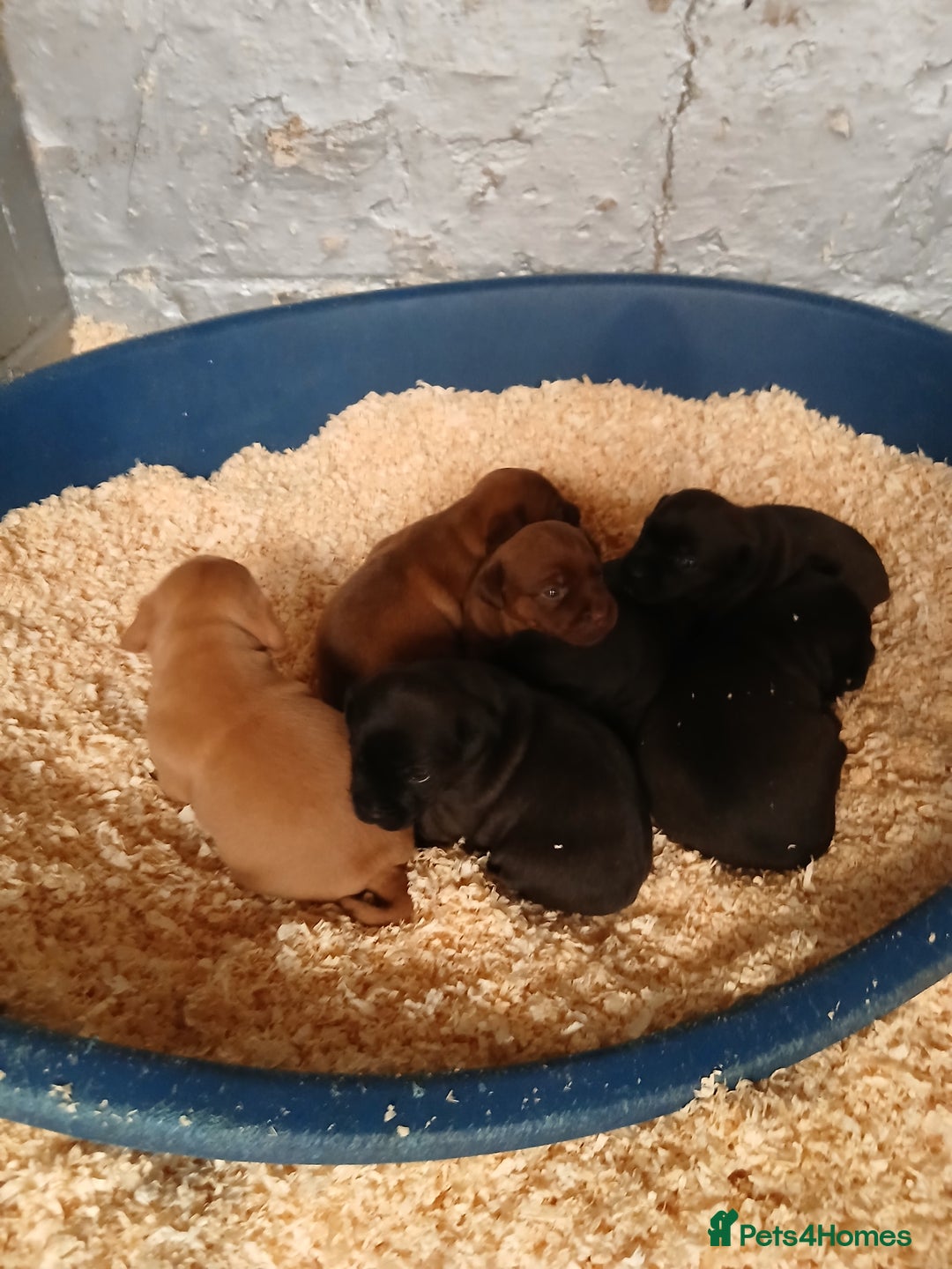 Patterdale Terrier dogs for sale: Patterdale terrier pups  - Image 3