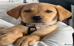 Labrador Retriever dogs for sale: beautiful female labrador puppy  - Image 2