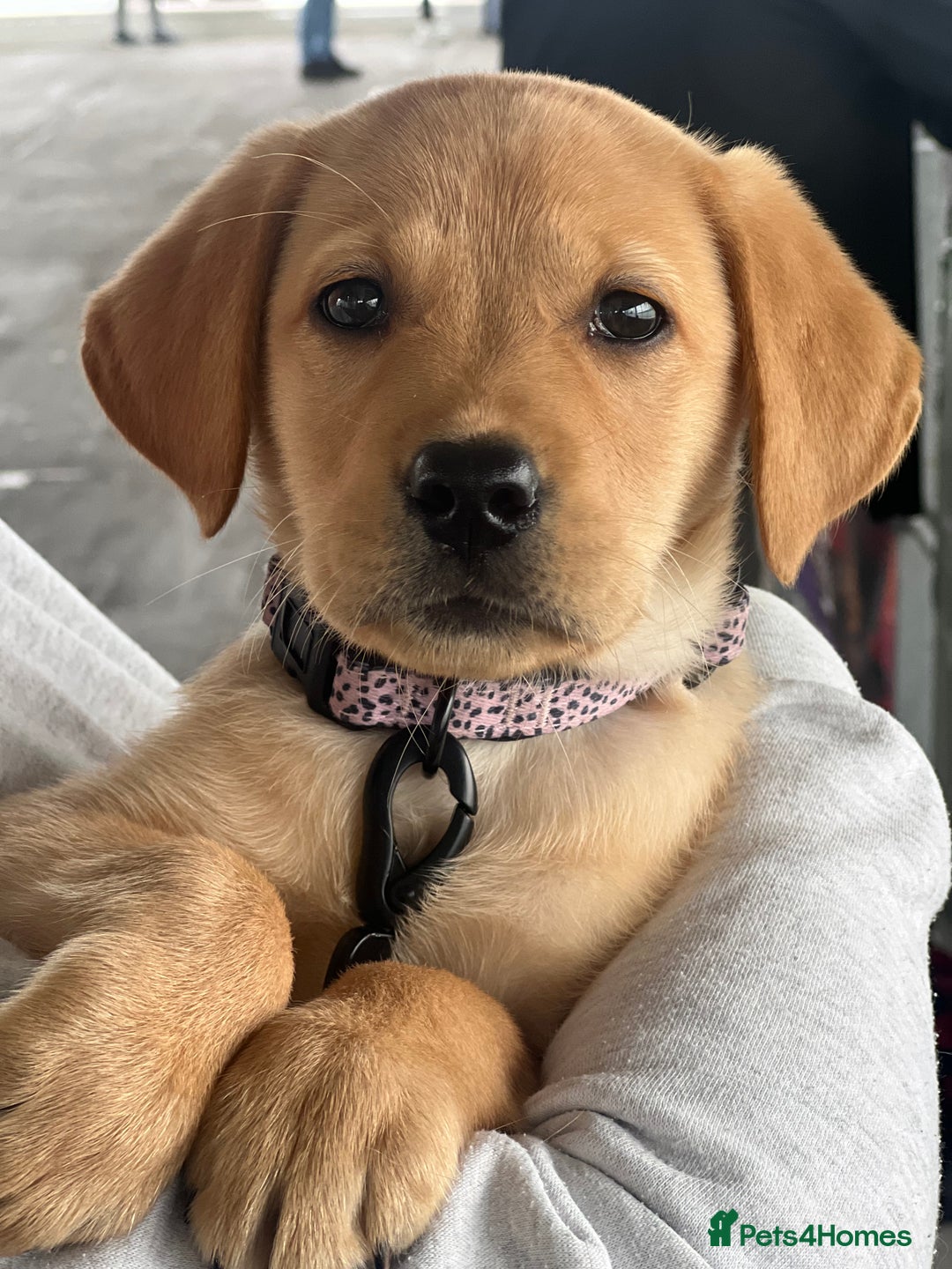 Labrador Retriever dogs for sale: beautiful female labrador puppy  - Image 2