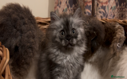 Munchkin cats for sale: Sweet Munchkins 🤗 - Image 20