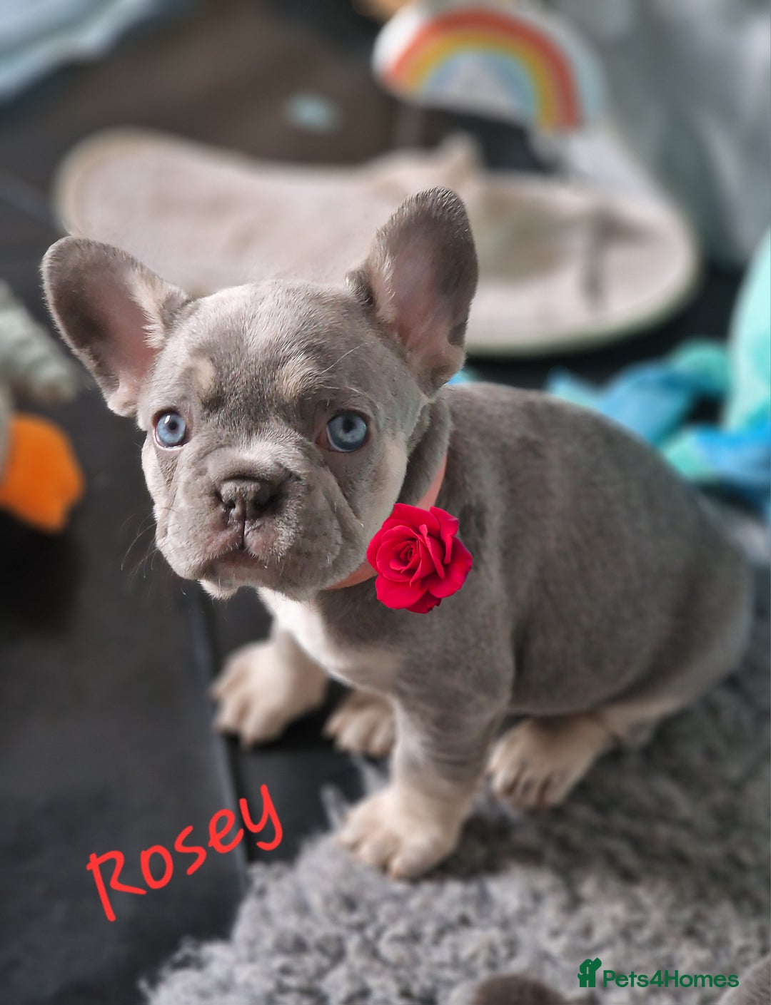 Eyes Grey Frenchie For Sale Miniature French Bulldog Grey With