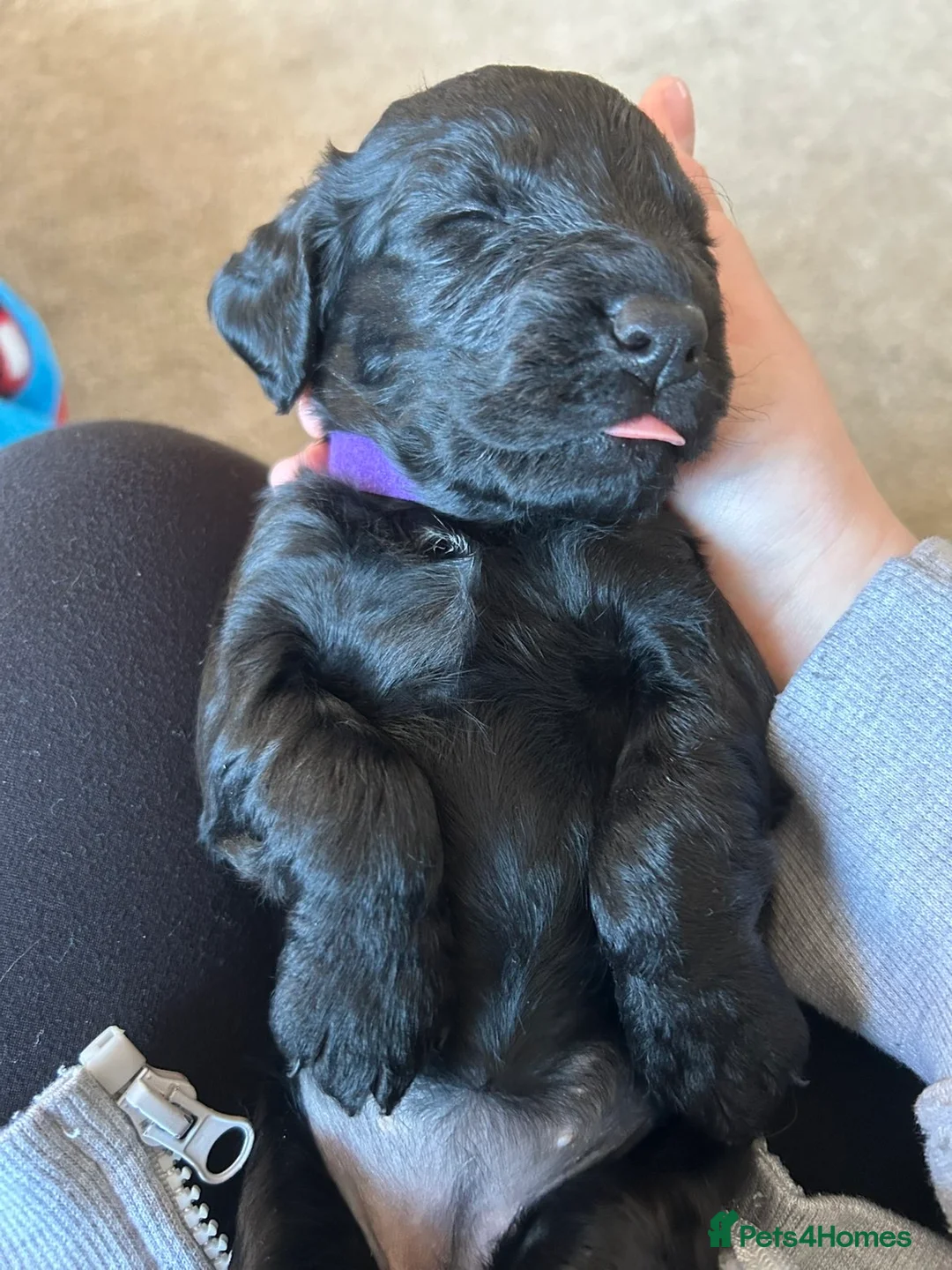 Cocker Spaniel dogs for sale: Cocker spaniel puppies  in Blyth - Advert 2