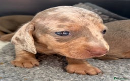 Miniature Dachshund dogs for sale: Beautiful teeny tiny Isabella mini dachshunds  - Image 7