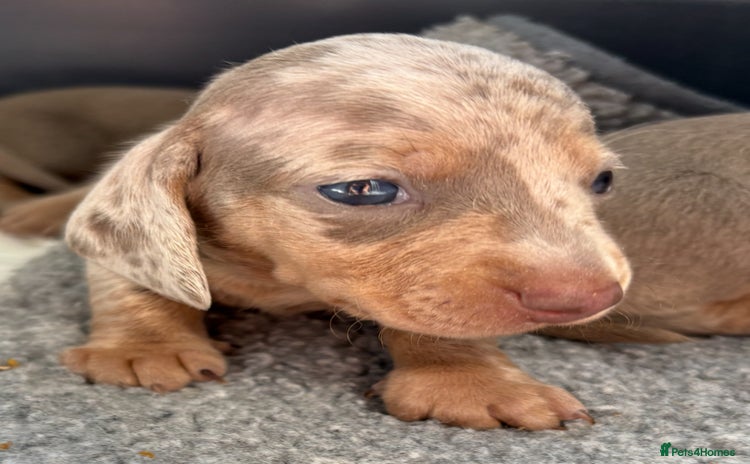 Miniature Dachshund dogs - Advert 9