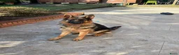 German Shepherd dogs for sale: Little Girl in Birmingham - Advert 4