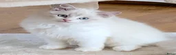 Ragdoll cats for sale: INDOOR GCCF REGISTERED RAGDOLL KITTENS - Advert 18