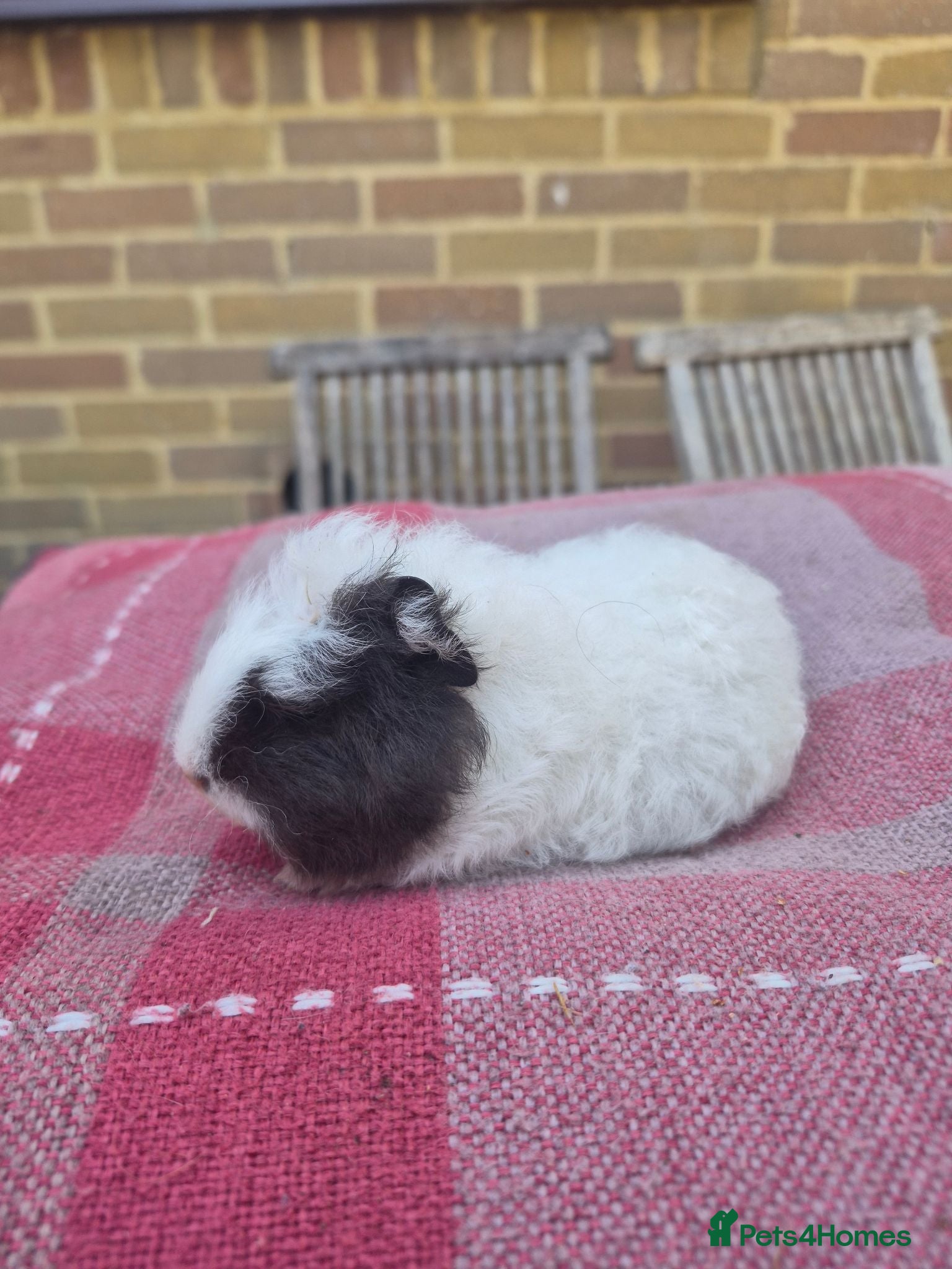 Guinea Pig rodents Guinea pigs - Advert 1