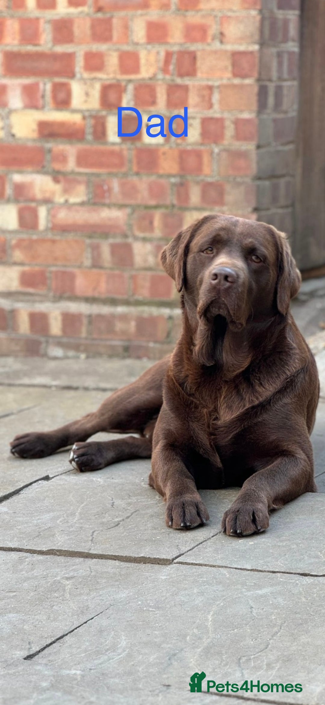 Labrador Retriever dogs for sale: Chunky chocolate Labrador puppies - Advert 6