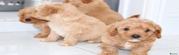 Cavapoochon dogs for sale: Beautiful Cavapoochon puppies available  - Advert 6