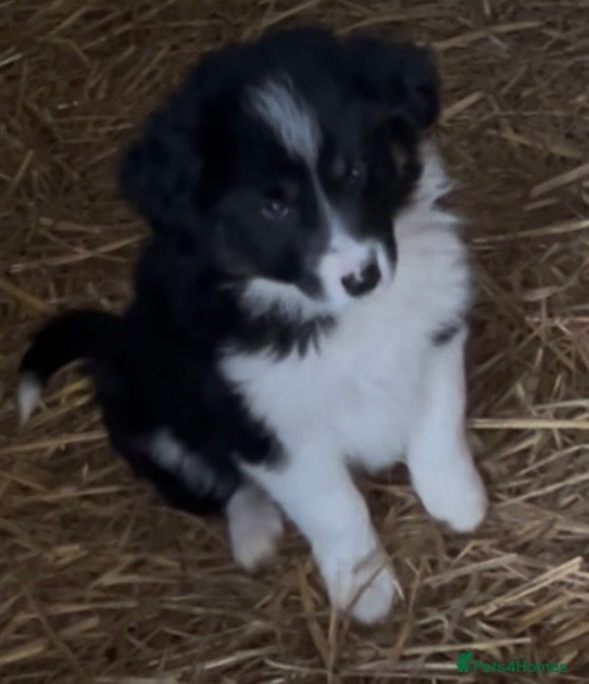 Border Collie dogs Border Collie Puppies  - Advert 2