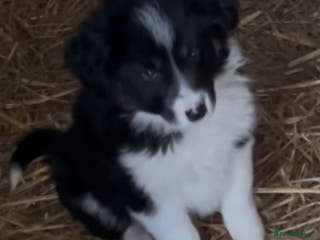 Border Collie dogs Border Collie Puppies - Advert 2