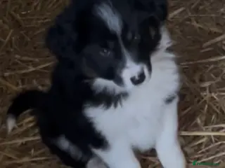 Border Collie dogs Border Collie Puppies - Advert 10