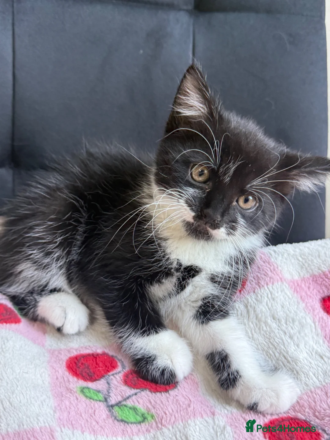 Mixed Breed cats for sale: Beautiful kittens  - Advert 19