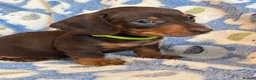 Miniature Dachshund dogs for sale: KC Miniature Dachshund Smooth haired in Castleford - Advert 7