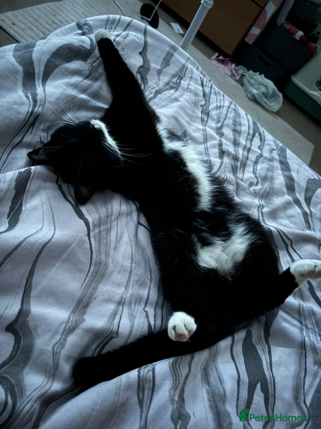 British Shorthair cats for sale: Beautiful British Shorthair Tuxedo - Advert 4