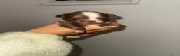 Chihuahua dogs for sale: ✨  **  chihuahua ✨ 1 long haired boy left  - Advert 6