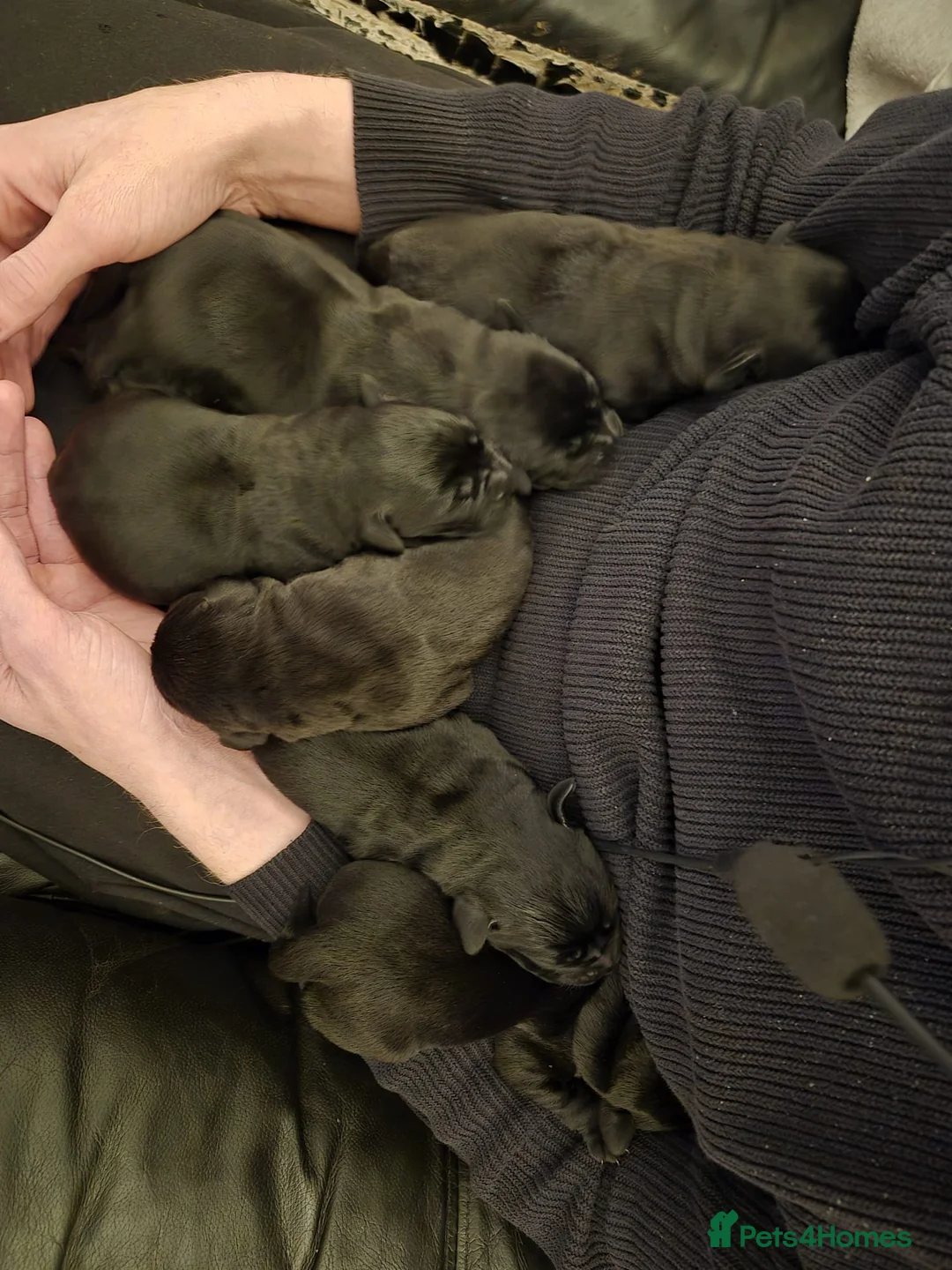 Labrador Retriever dogs for sale: Litter of 7 black labradors - Advert 4