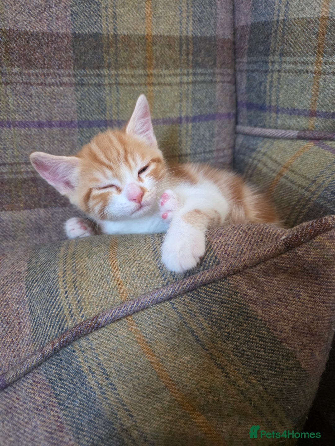 Mixed Breed cats for sale: 3 gorgeous kittens - Image 7