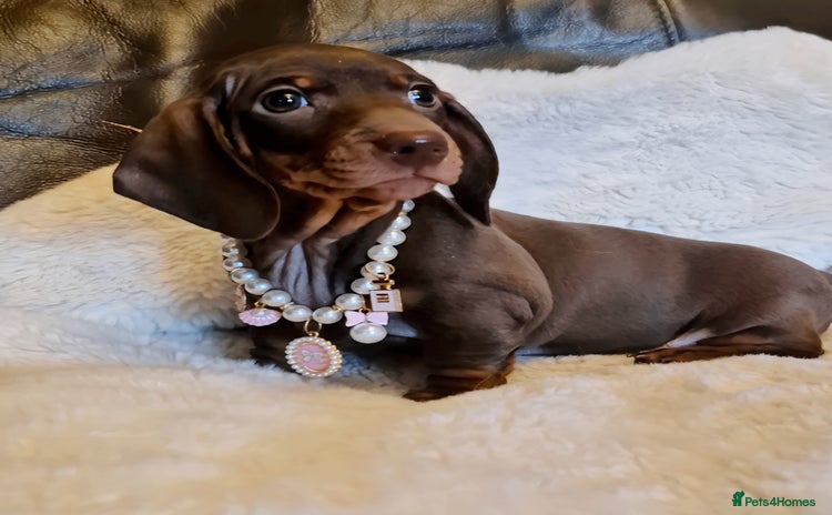 Miniature Dachshund dogs - Advert 4