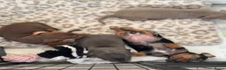 Dachshund dogs for sale: Miniature dachshunds - Advert 8