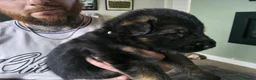 German Shepherd dogs for sale:  Pedigree German Shepherd pups straight backed - Advert 18