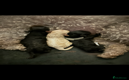 Toy Poodle dogs for sale: 2x silver 1x cream female pure bred toy poodles - Image 2