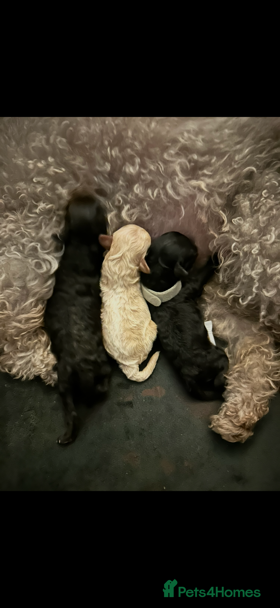 Toy Poodle dogs for sale: 2x silver 1x cream female pure bred toy poodles - Image 2