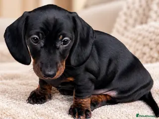 Miniature Dachshund dogs KC Black & Tan Miniature Dachshund -Champion Lines - Advert 1