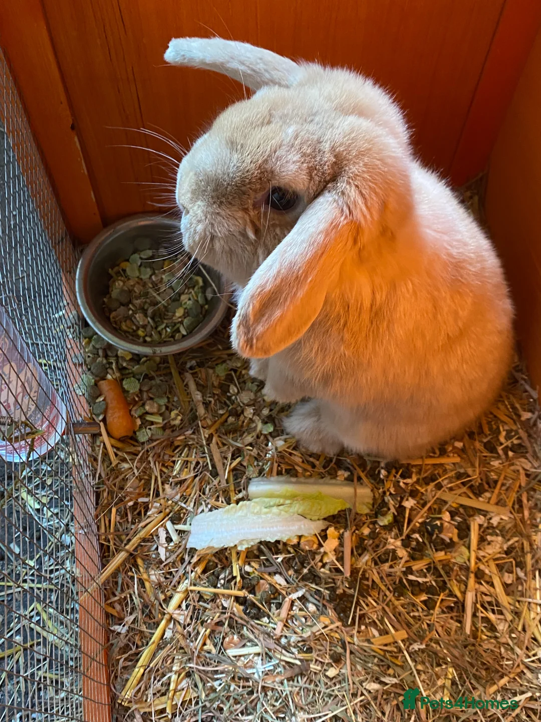 French Lop rabbits for sale: Baby Mini Lop Rabbits for sale - Advert 1
