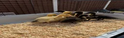 Ducks poultry for sale: 11 Day Old Large Mixed Breed Unsexed Ducks - Advert 1