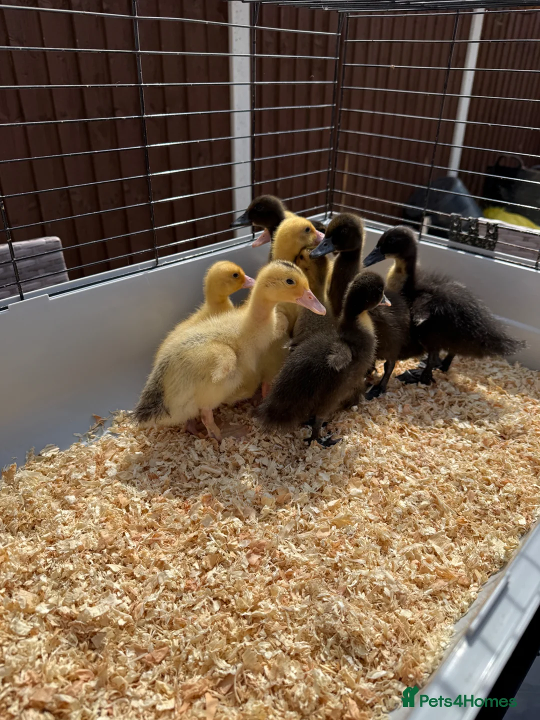 Ducks poultry for sale: 11 Day Old Large Mixed Breed Unsexed Ducks - Advert 1