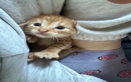 Domestic Shorthair cats for sale: 6 beautiful babies 5 boys and 1 girl - Image 26