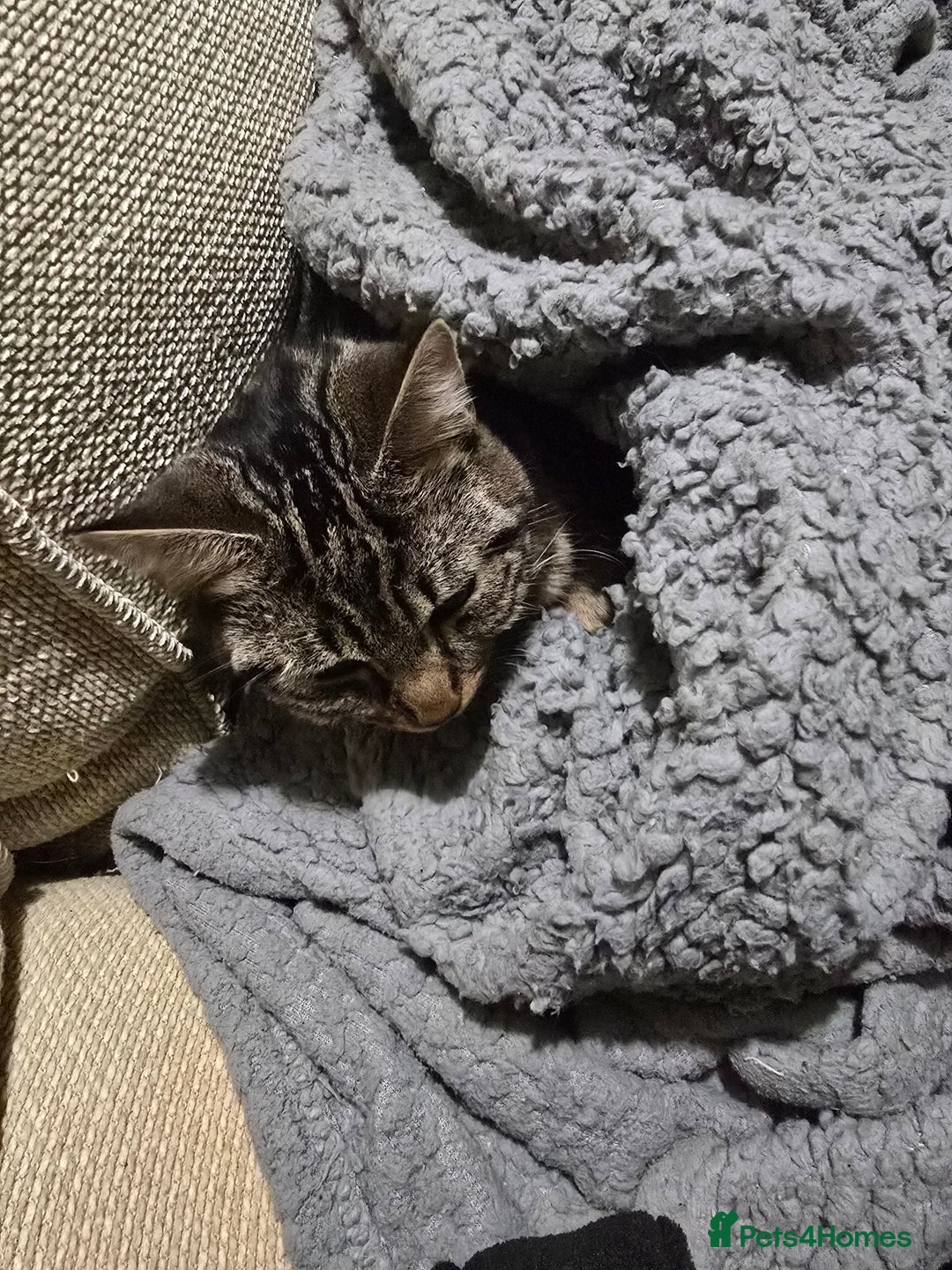 Mixed Breed cats for sale: 1 Female Cat £10 not £50 - Advert 2