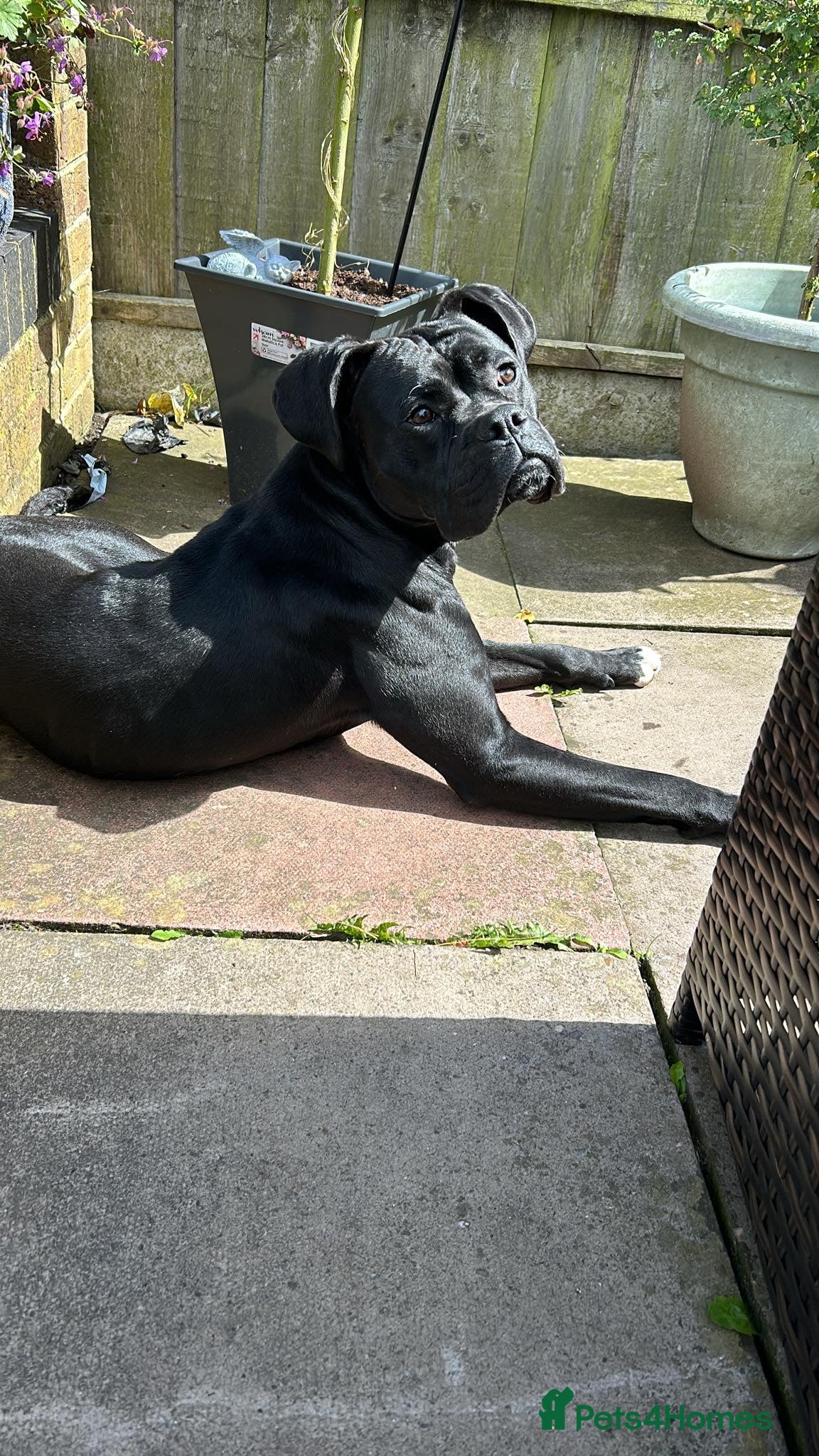 Mixed Breed dogs Bull-Boxer - Advert 10