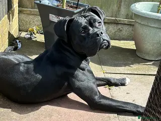 Mixed Breed dogs Bull-Boxer - Advert 12