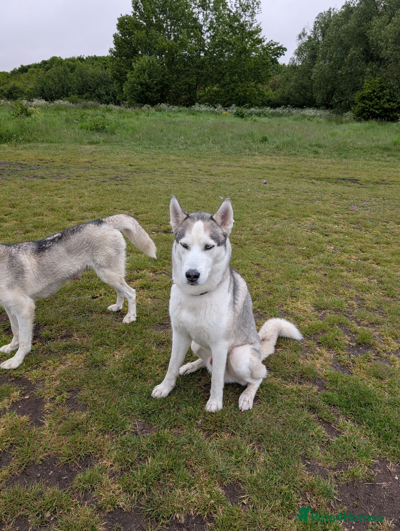Siberian Husky dogs for sale: Siberian Husky puppies - Advert 23