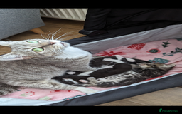 Mixed Breed cats for sale: A cute kitten named Kacper is looking for love - Image 8